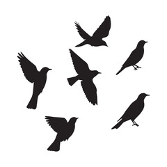 set of silhouettes of birds