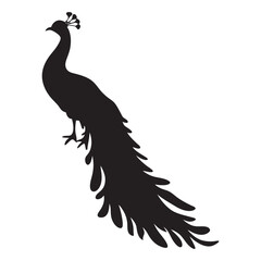 peacock vector illustration