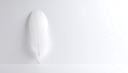 Single white feather against a bright white background