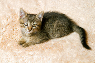 The kitten lies on a light carpet and looks at the camera. Portrait of a young cat.