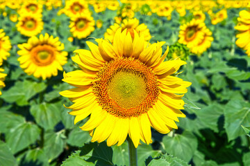 Obraz premium Yellow sunflower flower on the background of a field of sunflowers. Natural sunflowers in the garden.