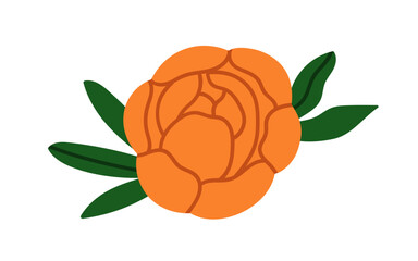 Peony flower blossom with leaf. Showy floral bud, gorgeous garden rose bloom, decorative botanical element with delicate spring petals and leaves. Flat vector illustration isolated on white background
