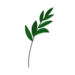 Ruscus branch with green leaves. Evergreen foliage plant with leaf. Leafy stem, fresh greenery. Botanical floral decoration. Nature decor. Flat vector illustration isolated on white background