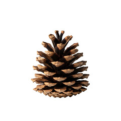 Pine cone still life on black