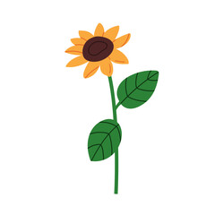 Sunflower, farm plant. Sun flower blossom with yellow petals, stem and leaves. Summer field flora, floral bloom with seads, agriculture crop. Flat vector illustration isolated on white background
