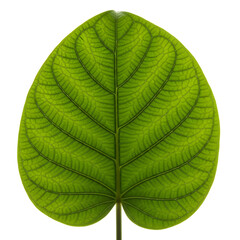 Obraz premium Isolated backlit green leaf against black