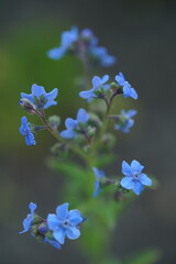 Vergissmeinnicht, Myosotis in heller kräftiger färbung