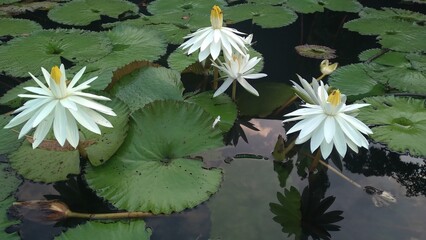 Beauty of White lotus - Aqua plant