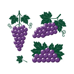 vector illustration of grapes