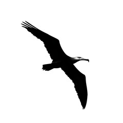 Albatross black silhouette isolated on a transparent background