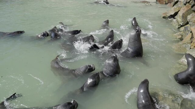 View of a group of sea lions at the port of Ilo, one of the main attractions of the port.