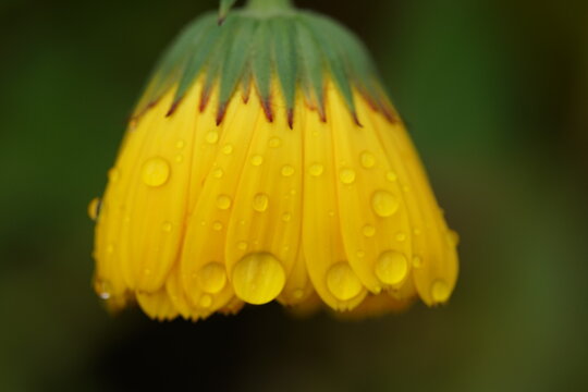 Regentropfen auf einer gelben sch&ouml;nen sonnigen Ringelblume im Garten, Calendula officinalis