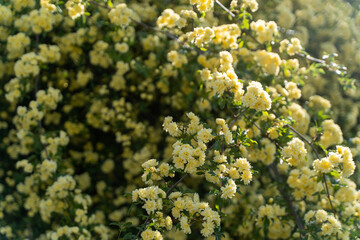 Yellow Lady Banks’ Roses in Spring Light①