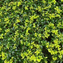 Green leaves background. Close - up of Golden Privet (Ligustrum × vicaryi) foliage after rain, showcasing glossy green leaves with water droplets and bright yellow - green new growth. 
