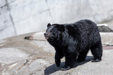 秋田_夏のクマ（ツキノワグマ、ヒグマ）