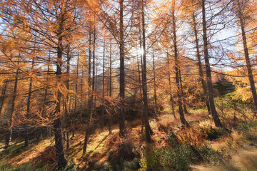Mountain larch forest in autumn