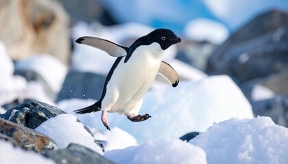 Fototapeta premium Penguin in Antarctica – Wild Antarctic Penguin in Icy Natural Habitat. 