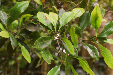 Lush Green Tropical Foliage with Variegated Leaves in Natural Light, Close-Up Botanical Scene Featuring Dense Leaf Growth and Natures Contrast in Texture and Color. Leaves in a Natural Outdoor Setting