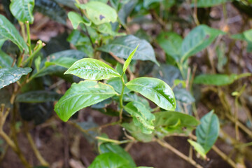 Tea leaves in closeup photo. Fresh Green tea tree leaves in eco herbal farm. Tree tea plantations in morning sunlight. Drinking organic relax heath plant. Green tea trees with two leaves and a bud