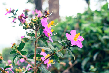 Osbeckia octandra. Captivating Purple flower in Bloom, Native Floral Beauty in Nature Photography....