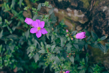 Osbeckia octandra. Captivating Purple flower in Bloom, Native Floral Beauty in Nature Photography....