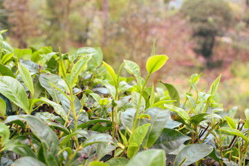 Tea leaves in closeup photo. Fresh Green tea tree leaves in eco herbal farm. Tree tea plantations in morning sunlight. Drinking organic relax heath plant. Green tea trees with two leaves and a bud