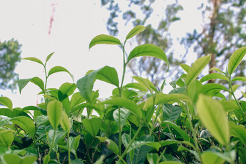 Tea leaves in closeup photo. Fresh Green tea tree leaves in eco herbal farm. Tree tea plantations in morning sunlight. Drinking organic relax heath plant. Green tea trees with two leaves and a bud