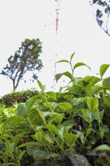 Tea leaves in closeup photo. Fresh Green tea tree leaves in eco herbal farm. Tree tea plantations in morning sunlight. Drinking organic relax heath plant. Green tea trees with two leaves and a bud