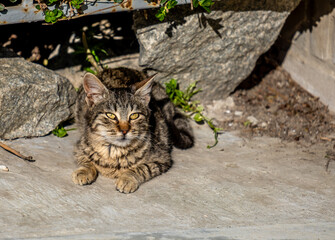 A gray cat is sitting on the street in close-up.