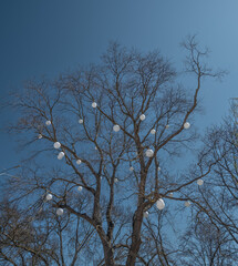 White balls on a tree against the sky.