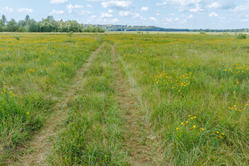 Countryside trail through green summer meadow