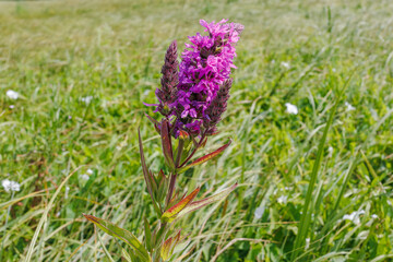 Purple loosestrife wildflower blooming in meadow