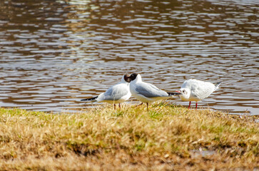 Three black-headed gulls resting on grassy riverbank near calm water surface. Gulls standing on river edge, warm sunlight, low-angle nature shot, peaceful spring mood, concept: wildlife, coexistence, 