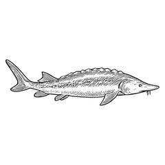 Obraz premium Vintage Sturgeon Fish Illustration - Black and White Hand-Drawn Aquatic Art for Decor
