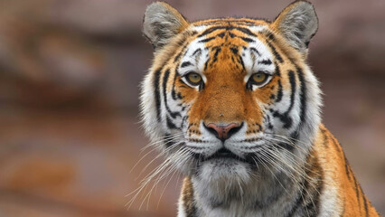 Close Face Tiger