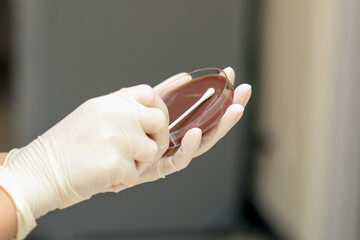 Person gloves is using swab to collect sample from petri dish laboratory setting, showcasing meticulous scientific process