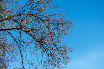 A branch of a lime tree with dry leaves on a spring day