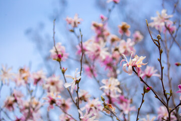 Blooming magnolia in spring. Beautiful buds of pink flowers close-up with blurred space for text.
