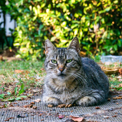 Close-up of a street cat