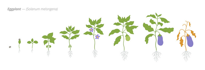 Sprouting stages of eggplant from seed to harvest