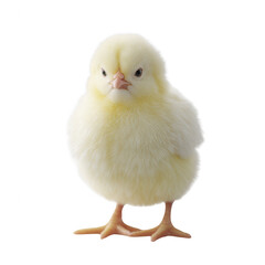 A cute yellow chick standing confidently. Soft feathers and bright eyes give it an adorable charm. Perfect for spring or farm-themed projects.