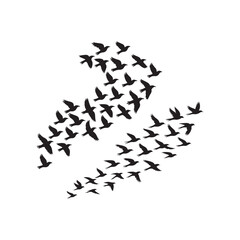 Naklejka premium A flock of black birds in silhouette flies across a white background