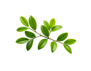 A fresh sprig with vibrant green glossy oval leaves on a thin branch.