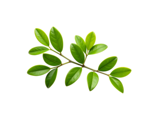 A fresh sprig with vibrant green glossy oval leaves on a thin branch.