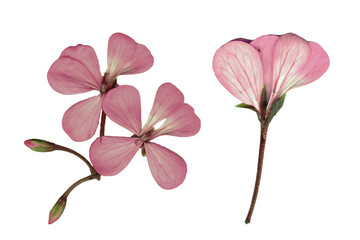 Pink geranium flowers with delicate petals on white background, showcasing their smooth textures...