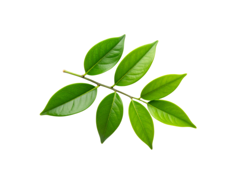 A single fresh sprig with seven vibrant green ovate leaves showing detailed veins.