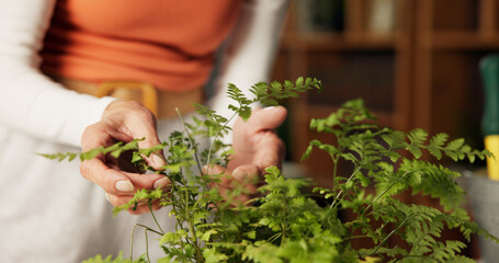 Hands, plants and check for growth in home with care, inspection and foliage in living room....