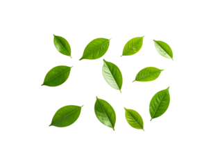 Collection of ten fresh vibrant green leaves with smooth texture and detailed veins scattered randomly.