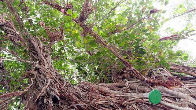Broad leaves branch outward from a massive stem