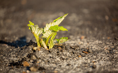 A plant sprout breaks through the asphalt. Strength and endurance in nature. The concept of...